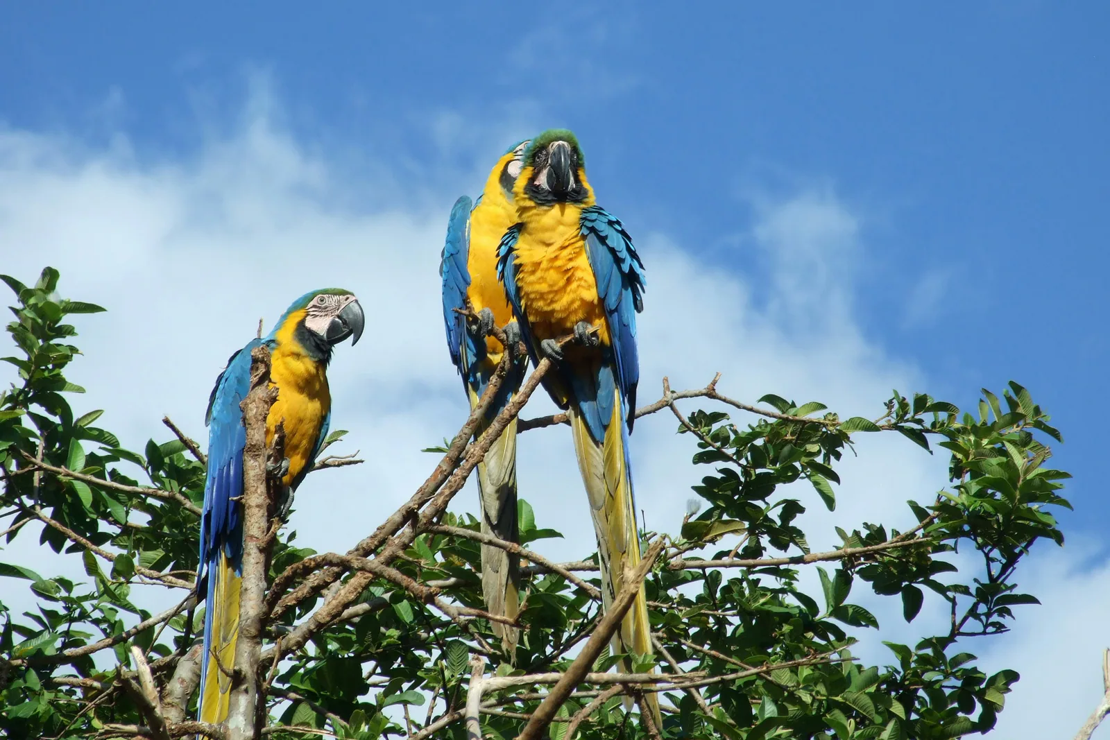 Guacamayas sobre una rama